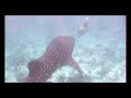 Maldive crociera sul blue shark