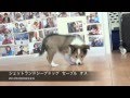 シェットランド シープドッグ セーブル オス 2012年3月22日生まれ