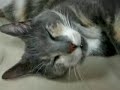 眠りネコ動画