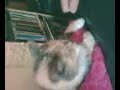 MK / BIZUTAGE CHAT DE LAURENE / KEV R1* & LE CHAT MK / BIZUTAGE CHAT DE LAURENE / KEV R1* & LE CHAT