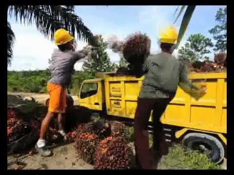 how to harvest crop from a palm tree