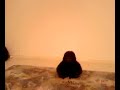 Ongar The Monkey 5