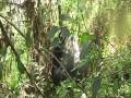 mating gorillas Bwindi