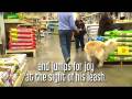 Great Golden, Great Pyr: Sam 03-319