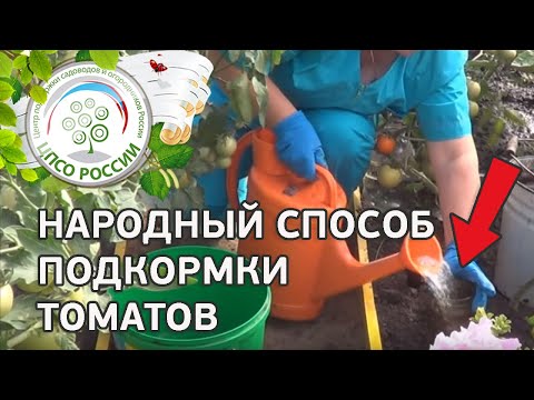 Подкормка томатов йодом. Подкормка томата народными средствами.