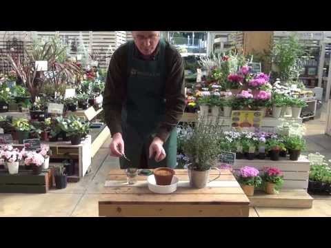 how to transplant rosemary