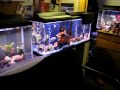 29 gallon saltwater Green spotted puffers damsel dorm room