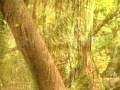 Beware of Sasquatch Teaser