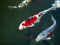 Www. AquaPets.EuTropical Fish Importers