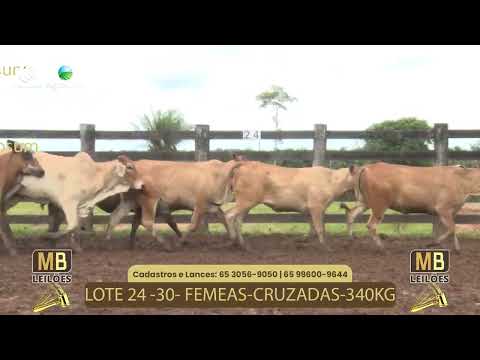 535� LEIL�O VIRTUAL MB LEIL�ES