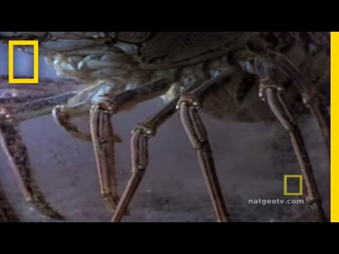 Spiny Lobster Babies.