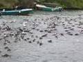 videos de Booby Frenzy
