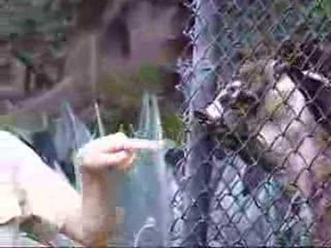 Coatimundi-3
