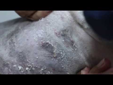 how to treat ringworm in dogs