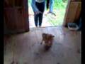 gato maluco  baguete!!!!!!!!!!!!!!!!!!!!!!!!!!parte3