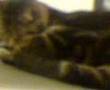Barking Cat