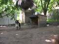 English Springer Spaniel High Jumping: Pudge Air 2