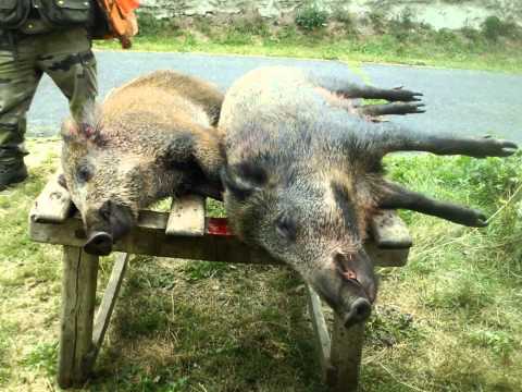 margeride - bonjour a touse nous voilat sur une nouvel video de chasse au sanglier en margeride en lozere sur la commune de st denis en margeride ! merci a alexandre pou...