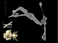 WitmerLab: Majungasaurus Braincase CT, Sagittal slices WitmerLab: Majungasaurus Braincase CT, Sagittal slices