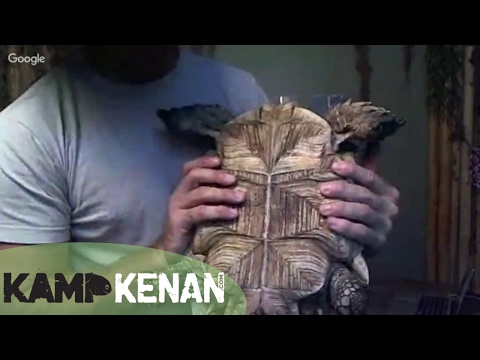 YouTube reptile video