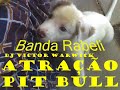 Atra��o Pit Bull