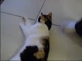 Shandi vs The Foot! Shandi vs The Foot!