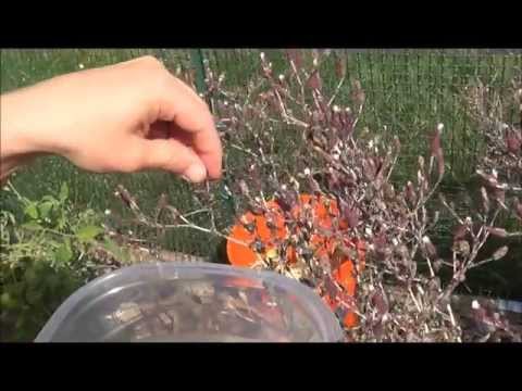 how to harvest lettuce so it keeps growing