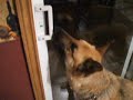 My Dog Opening patio Door