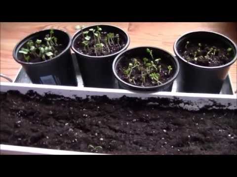 how to fertilize spinach
