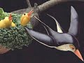 animali-di-frutta-1.html