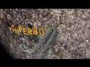 superboyy presents