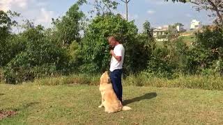 Boni Adestra - Aluno peralta, Golden Retriver, nome Jack - Parte 3