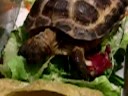 My Russian Horsfield Tortoises