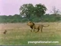 Lions Vs Hyenas Lions Vs Hyenas