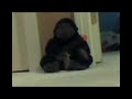 Chimp War------Episode 2