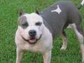 PIT BULL & AMSTAFF