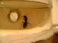 formicarium-castle formicarium-castle