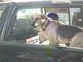 Woman Resists Arrest