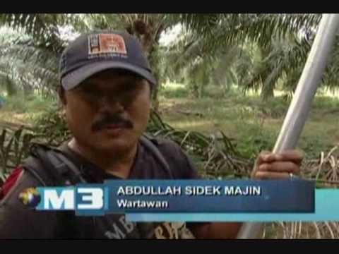 how to harvest oil palm