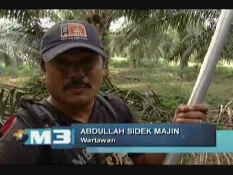 how to harvest oil palm