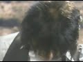 Jeff Beck – Nadia