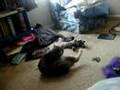 Aja's cat is very horny