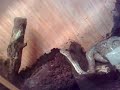 MI PEQUEÑA BOA 2 MI PEQUEÑA BOA 2