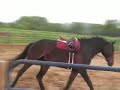 Round Pen Bucking & Rearing Horse Round Pen Bucking & Rearing Horse