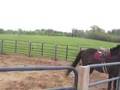 Round Pen Bucking & Rearing Horse