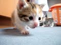 chatons chatons