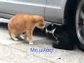Το κεράτωμα της γάτας!