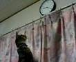 cat fights the clock (Ren) 