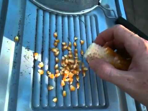 how to dry corn to replant
