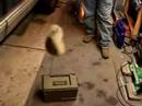 Rabbit Flipper Coyote Decoy